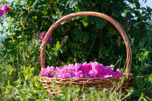 گل محمدی معجزه طبیعت برای ساخت کرم‌ های مرطوب‌کننده خانگی